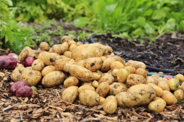 Gathering harvest. Fresh young potatoes clipart