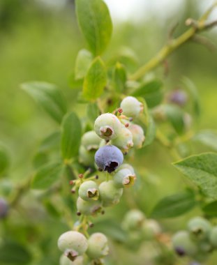 Genç yaban mersini görünümü Kapa