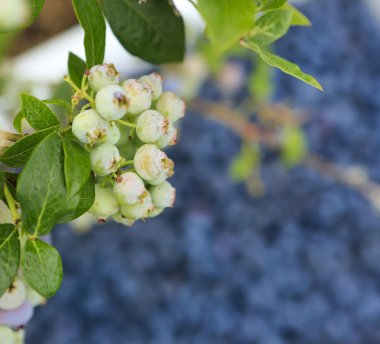 Genç yaban mersini görünümü Kapa