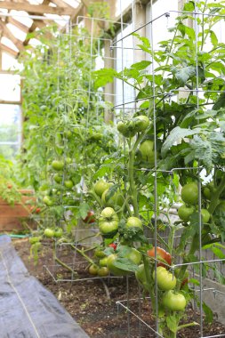 Green house with tomato plants clipart