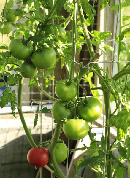 Tomato plant — Stock Photo, Image