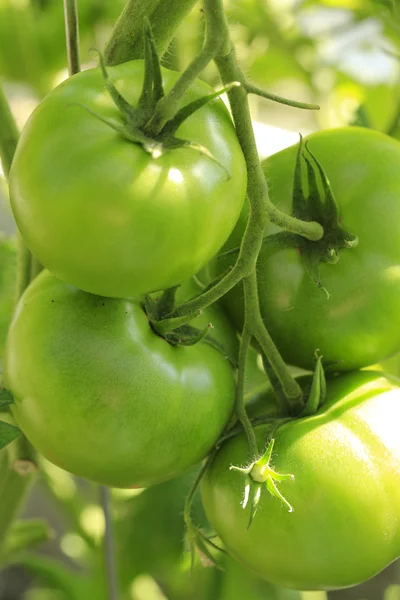 Fábrica de tomate — Fotografia de Stock