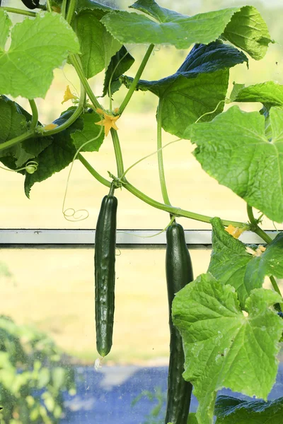 Young cucumber plant — Stock Photo, Image