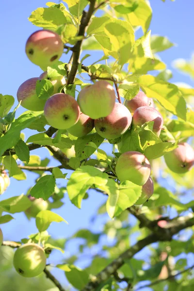 Frische Bio-Äpfel — Stockfoto