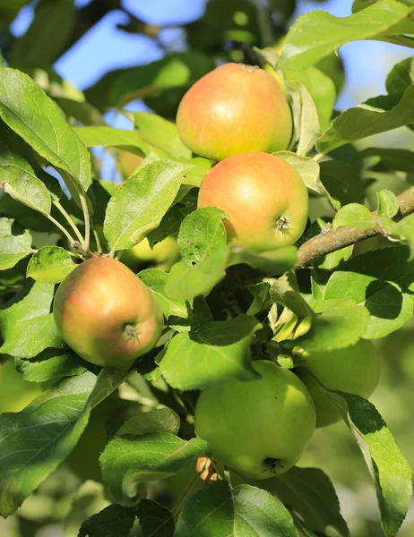 Taze organik elma — Stok fotoğraf