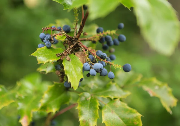 Una rama de uva silvestre — Foto de Stock
