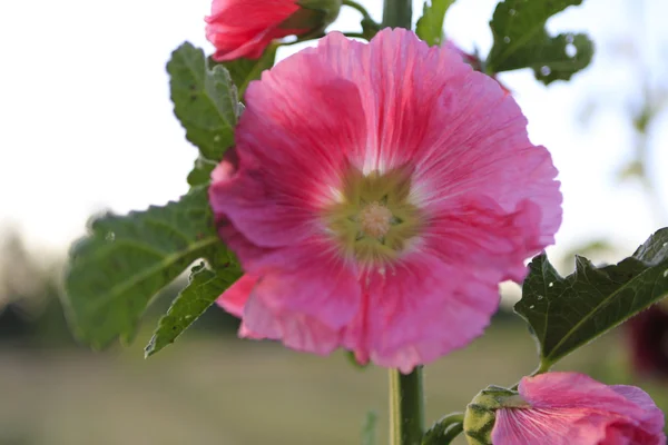 Rózsaszín Hollyhocks — Stock Fotó