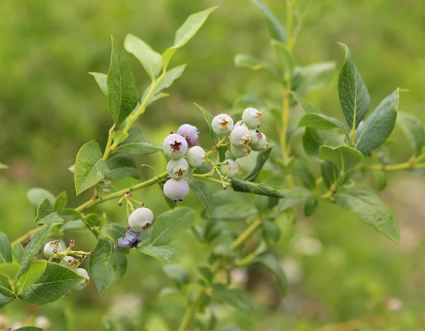 Close up view of young blueberries — Stock Photo, Image