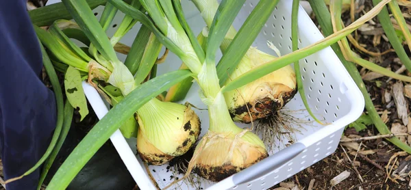 Gathering harvest. Fresh green onions — Stock Photo, Image