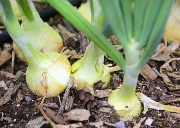 Close up view of growing onions — Stock Photo, Image