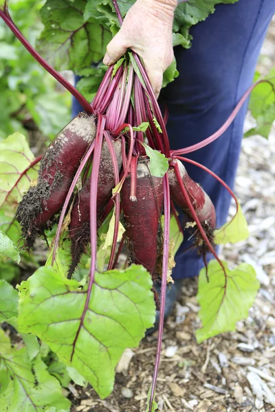 Raccolgo il raccolto. Barbabietole biologiche fresche — Foto Stock