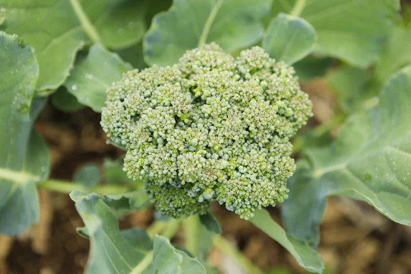 Green broccoli growing in organic garden. broccoli growing in or — Stock Photo, Image