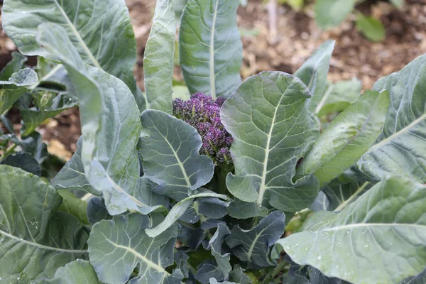 Green purple broccoli — Stock Photo, Image