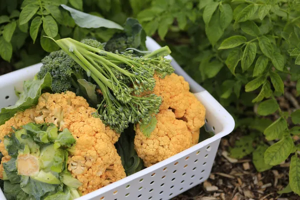 Gathering home harvest — Stock Photo, Image