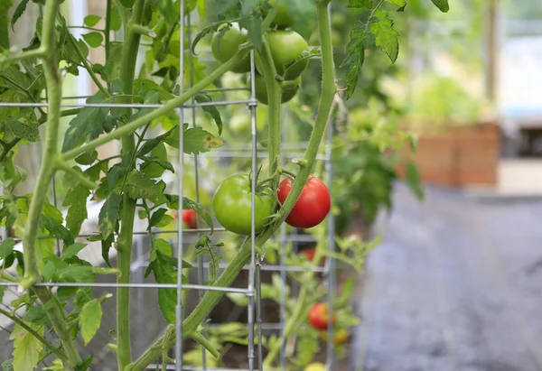 Tomatenpflanze — Stockfoto