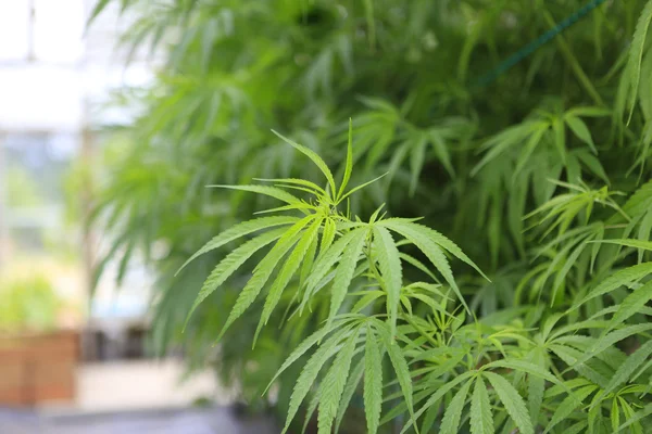 A marihuána-, kender növény belsejében a zöld ho — Stock Fotó