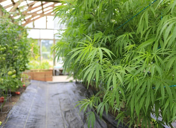 Marijuana ( cannabis), hemp plant growing inside of the green ho — Stock Photo, Image