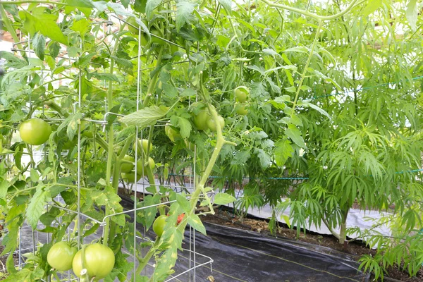 Marijuana ( cannabis), hemp plant growing inside of the green ho — Stock Photo, Image