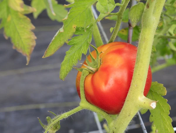 Fábrica de tomate — Fotografia de Stock