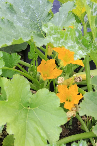 Young cucumber plant — Stock Photo, Image