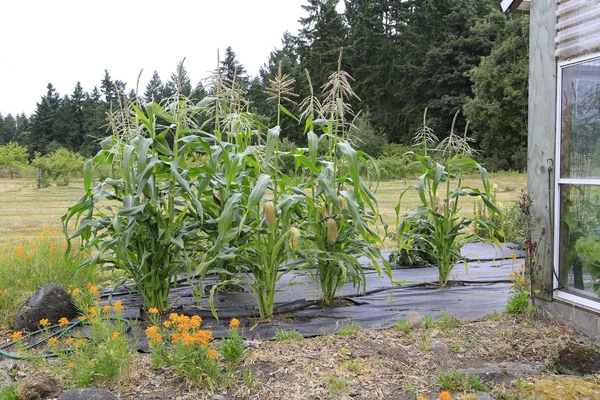 Weergave van groeiende maïs plant — Stockfoto