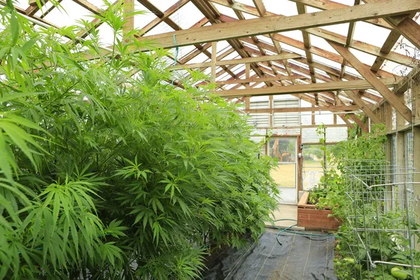 Marijuana ( cannabis), hemp plant growing inside of the green ho — Stock Photo, Image