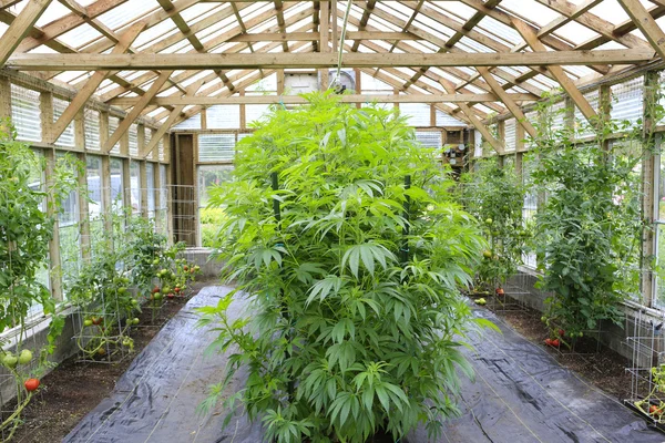 Marihuana (kannabis), hamppu kasvi kasvaa sisällä vihreä ho — kuvapankkivalokuva