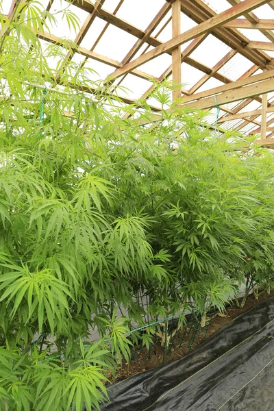 Marijuana (cannabis), pianta di canapa che cresce all'interno della verde ho — Foto Stock