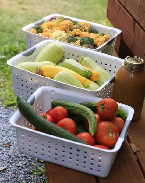 Gathering home harvest — Stock Photo, Image