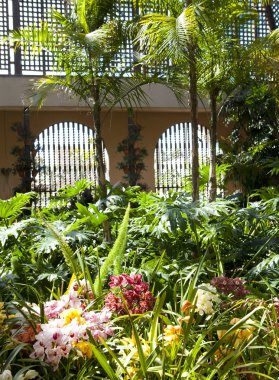 balboa park botanik bina orkide ve palmiye ağaçları ile.