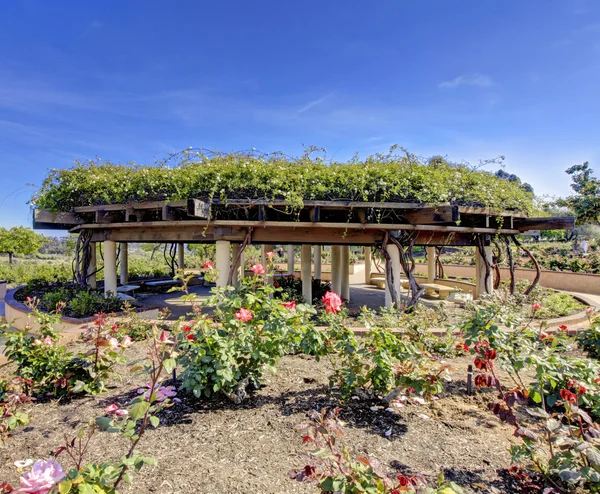 Rose garden a San Diego struttura arcitectural . — Foto Stock