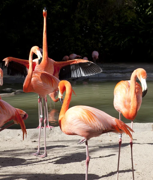 Flamingos, San Diego Zoo, San Diego Zoo — Stock Photo, Image