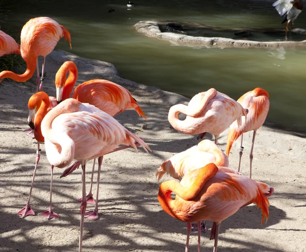 Flamingos, San Diego Zoo — Stock Photo, Image