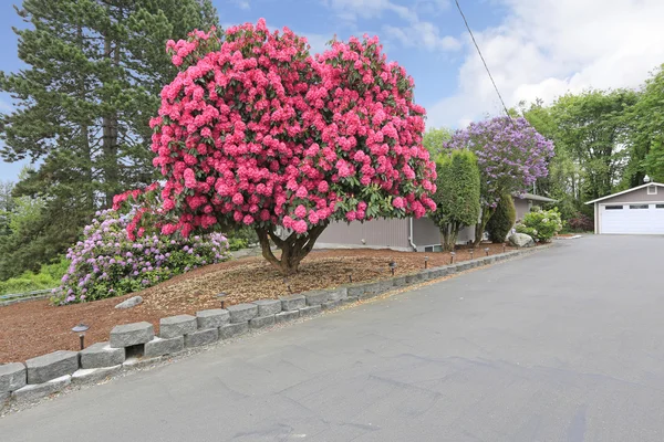 Belas árvores florescentes — Fotografia de Stock