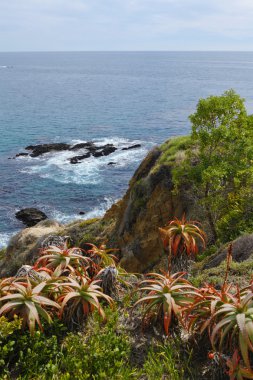 Okyanus Manzaralı. Laguna beach