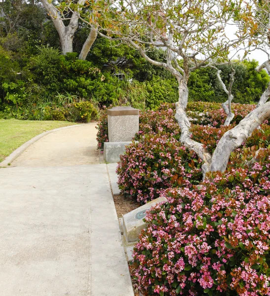 Walkway with blooming bushes along side. Laguna Beach trip — Stock Photo, Image