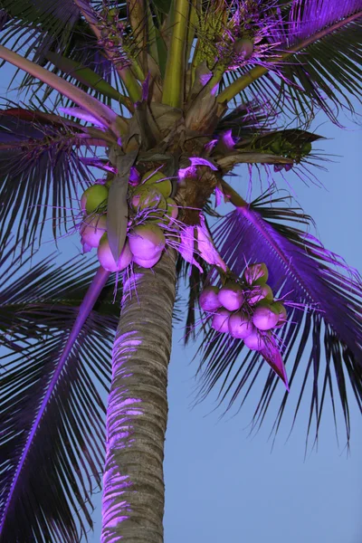 Schön hervorgehobene Palme — Stockfoto