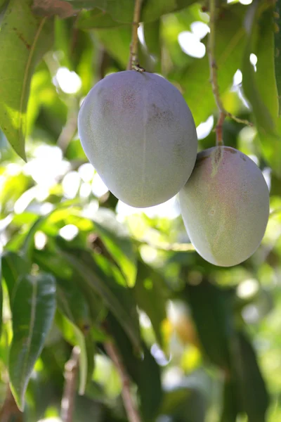 Unripe mango is growing on the tree — Stock Photo, Image