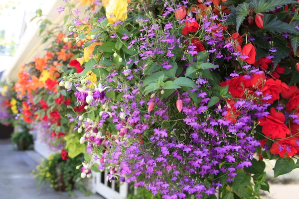 Bloeiende bloemen versieren esterior — Stockfoto