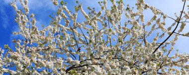 çiçek açan sakura ağacı