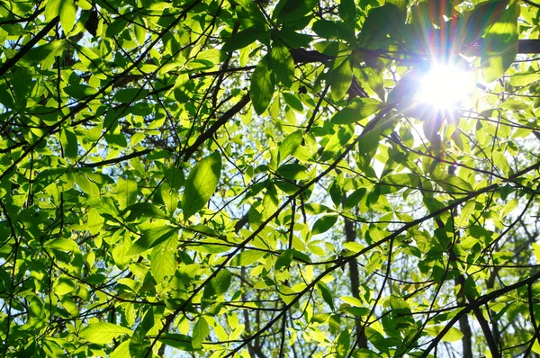 Сонячне світло проникає крізь дерево — стокове фото