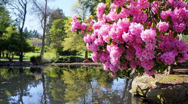 Point Defiance park in Tacoma, WA. — Stock Photo, Image