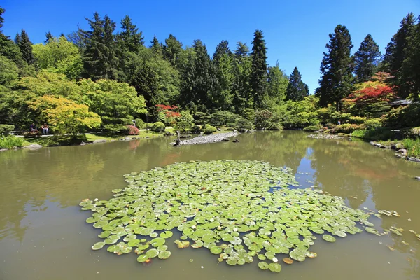 Japanse tuin in seattle — Stockfoto