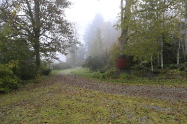 Sonbahar zaman sırasında yağmur ormanında