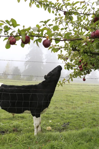 Cow eating apples in garden — Stock Photo, Image