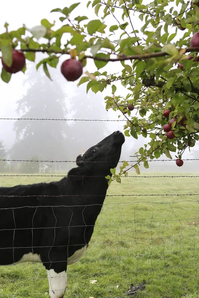 Cow eating apples in garden — Stock Photo, Image