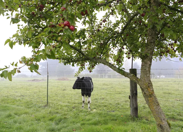 Cow in gloomy rainy garden — Stock Photo, Image