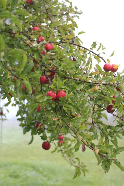 Manzanas maduras colgando del árbol — Foto de Stock