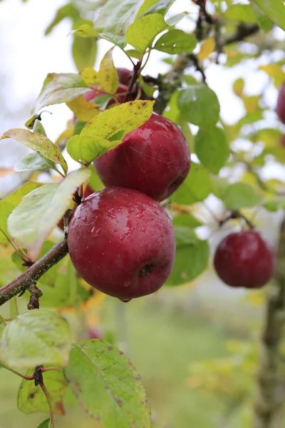 Branch of ripe apples — Stock Photo, Image