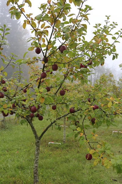 Apple tree in gloomy rainy garden — Stock Photo, Image